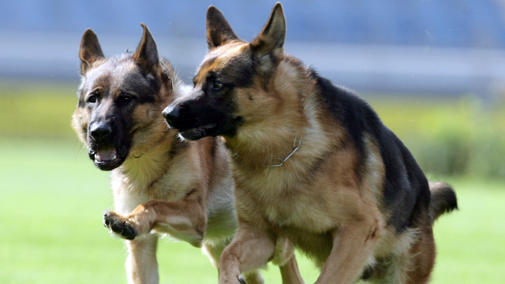 Hadamar: Angriff auf eine Frau und ihren Hund durch drei freilaufende Schäferhunde (Symbolbild).