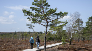 Bohlensteg im Schwarzen Moor wegen Forstarbeiten gesperrt