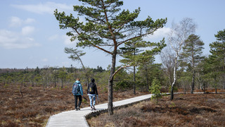 Schwarzes Moor bei Fladungen: Naturlehrpfad und Aussichtstrum gesperrt