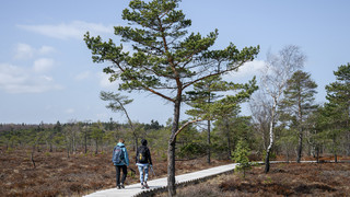 Bohlensteg im Schwarzen Moor wieder frei