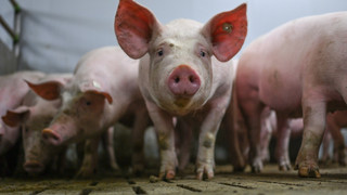 Afrikanische Schweinepest in drei weiteren Betrieben festgestellt