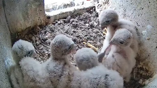 Rüsselsheimer Feuerwehr zeigt Turmfalkenbabys im Live-Stream