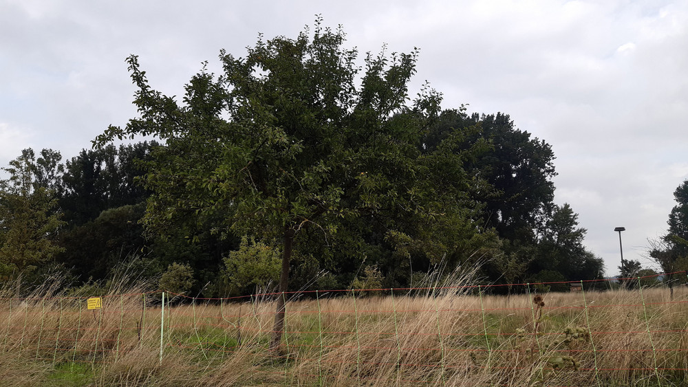 Dieser Pflaumenbaum auf der Hochzeitswiese in Goddelau hatte sehr viele Früchte getragen, bis er von Dieben vollständig abgeerntet wurde