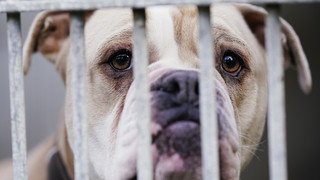 Beiß-Attacke in Wölfersheim - Hund verletzt 2-jährigen Jungen schwer