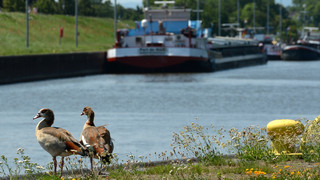 Schiffsunfall in der Main-Schleuse Kostheim