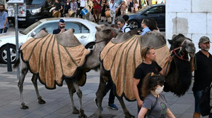 Ungarn bald eine Wüste? Kamel-Karawane durch Budapest