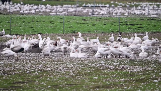 Vogelgrippe: Was Haustierbesitzer jetzt beachten sollten
