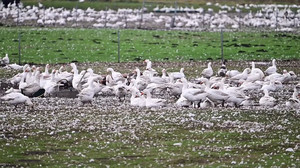 Vogelgrippe: Was Haustierbesitzer jetzt beachten sollten