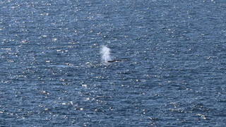Wal im Meer - Mysterium um die Senderdaten