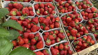 Erntestart in Wallau - Leckere Erdbeeren von Pauls Bauernhof