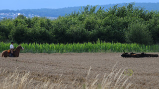 Ausgebüxte Rinder in Gleichen: Zwei Tiere sind noch unterwegs