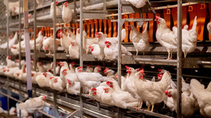 Geflügel und Eier gefragt wie nie - Geflügelpest gefährdet Produktion