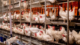 Geflügel und Eier gefragt wie nie - Geflügelpest gefährdet Produktion