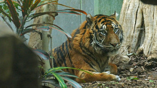 Neuer Sumatra-Tiger Emas im Frankfurter Zoo eingezogen