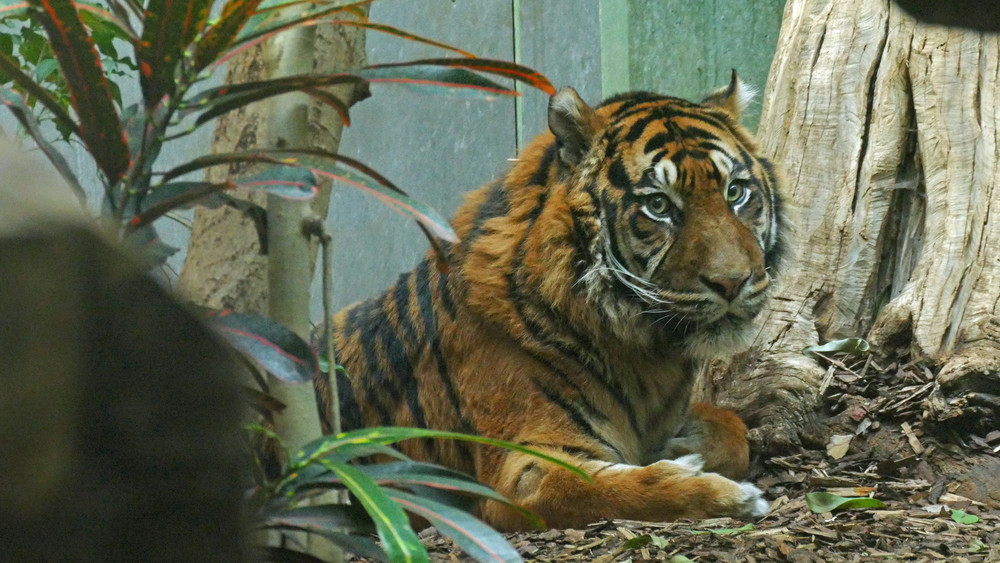 Der Sumatra-Tiger Emas ist in den Frankfurter Zoo eingezogen.
