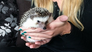 Mr. Pokee: Dieser hessische Igel ist ein Star