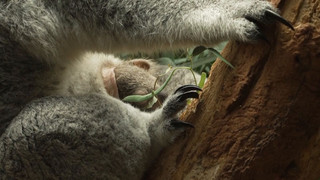 Koala im Beutel - Süßer Nachwuchs traut sich immer mehr hervor im Zoo Leipzig