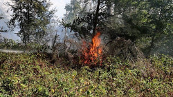 Heftiger Waldbrand löst Großeinsatz aus - Polizei ermittelt
