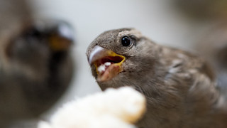 Polizei rettet undankbaren Vogel in Darmstadt