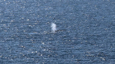 Buckelwal im Meer Zustand und Verbleib unklar