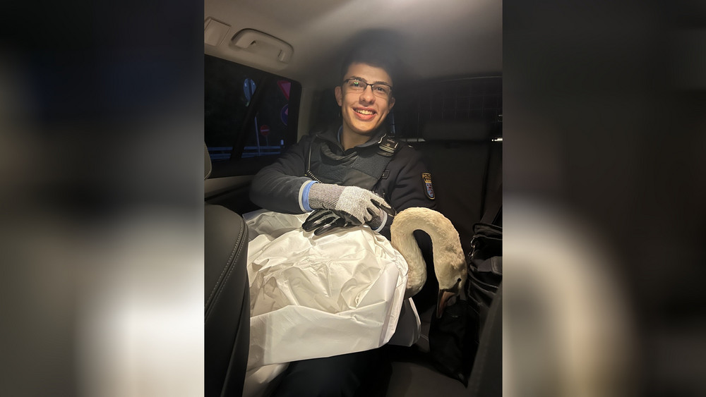 Polizei rettet Schwan von Autobahn.