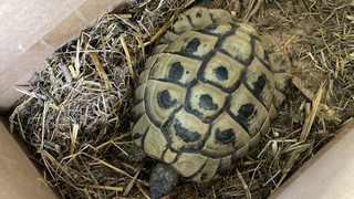 Autofahrer findet Schildkröte in Ober-Ramstadt - Besitzer gesucht
