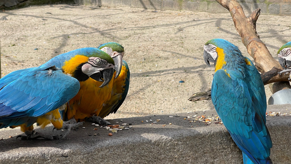 Papageien-Park Vogelburg Weilrod
