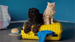 Ausweis, Impfung und Co.: Was Sie über den Urlaub mit Haustier wissen müssen