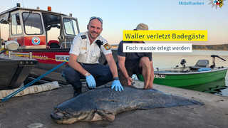 Fünf Badegäste gebissen: Polizist erschießt Zwei-Meter-Fisch