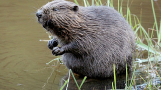 Der Biber ist zurück in Hessen - und bringt Probleme mit