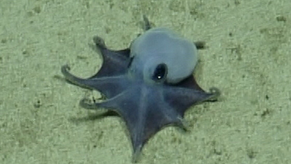 Eine Aufnahme eines winzigen Oktopus, der auf eine Handfläche passen würde. Forscher haben in der Tiefsee vor den Galápagos-Inseln eine neue, faszinierende Tierart entdeckt: einen winzigen blauen Oktopus. Das Tier, das nur etwa die Größe eines Golfballs erreicht.