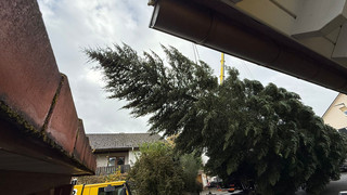 Weihnachtsbaum für Frankfurter Weihnachtsmarkt kommt aus Schöllkrippen