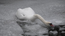 Viele tote Schwäne in Berlin - das sind mögliche Gründe