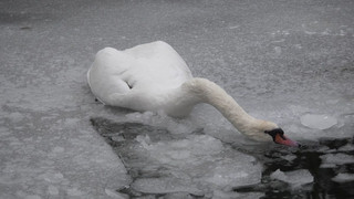 Viele tote Schwäne in Berlin - das sind mögliche Gründe