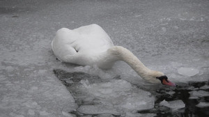 Viele tote Schwäne in Berlin - das sind mögliche Gründe