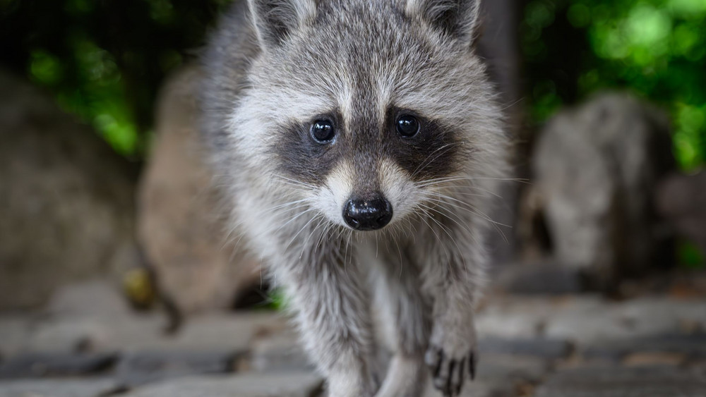 Waschbär
