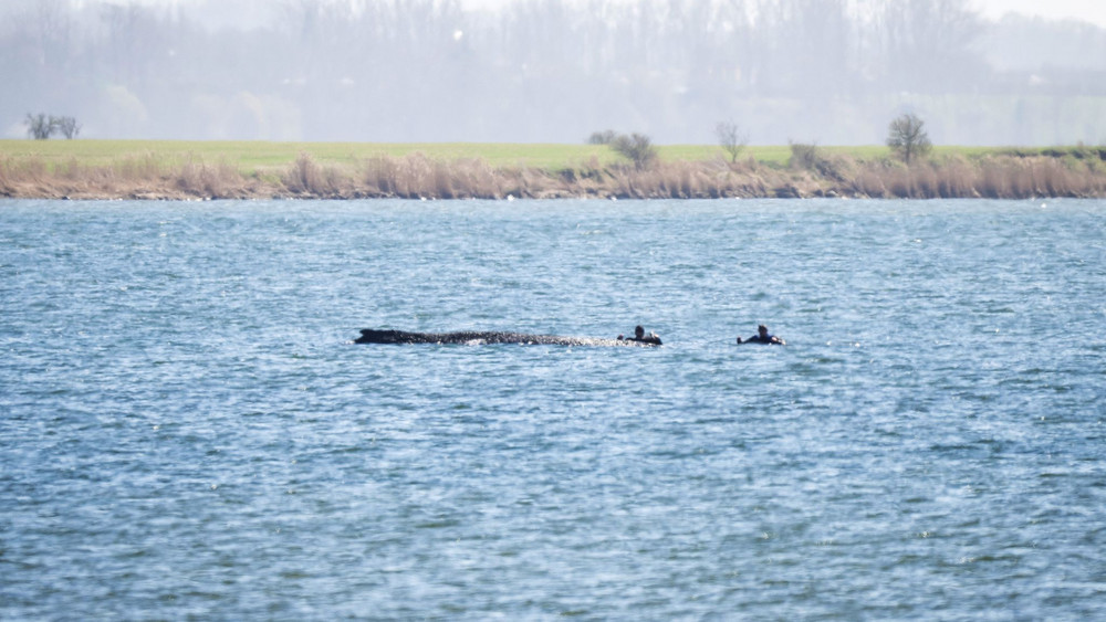 Buckelwal liegt weiter in Wismarer Bucht
