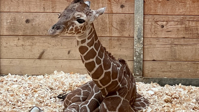 Süßer Nachwuchs im Opel-Zoo: Giraffen-Baby Mumbi ist da