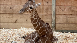 Süßer Nachwuchs im Opel-Zoo: Giraffen-Baby Mumbi ist da