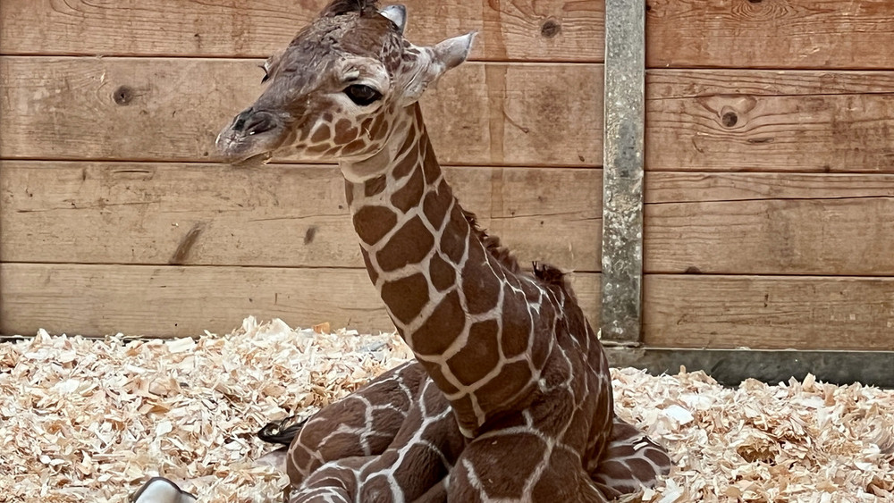 Netzgiraffen-Baby “Mumbi” erkundet ab sofort die Welt im Kronberger Opel-Zoo.