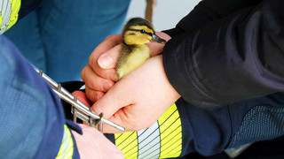 Feuerwehr rettet Entenfamilie in Fulda