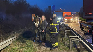 Tierisch viel Aufsehen an der A5: Pferd fällt aus Anhänger