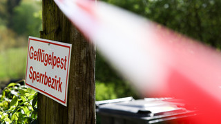 Geflügelhalter atmen auf: Kreis Gießen hebt Verfügungen auf