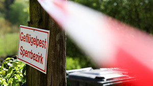 Geflügelhalter atmen auf: Kreis Gießen hebt Verfügungen auf