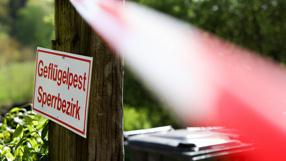 Die Beschränkungen zum Schutz vor einer Ausbreitung der Geflügelpest im Kreis Gießen werden am Freitag (19.12.) aufgehoben, meldet der Landkreis.