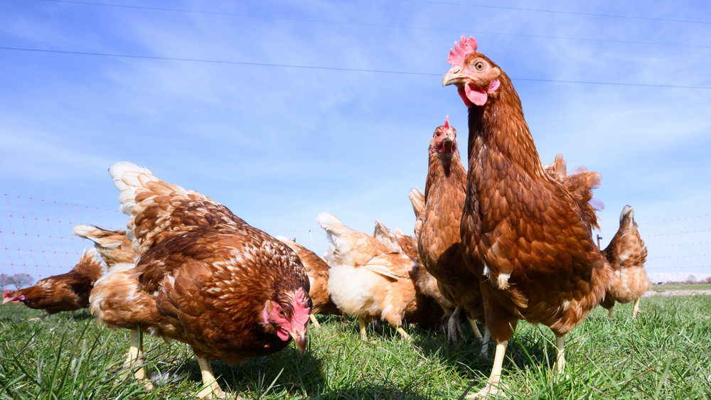 Hühner laufen über eine Wiese. Es gibt immer weniger Legehennen, unter anderem deswegen steigen die Eierpreise (Symbolbild).