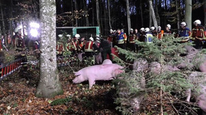 Schweinetransporter kippt in BaWü um - 16 Schweine werden getötet