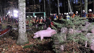 Schweinetransporter kippt in BaWü um - 16 Schweine werden getötet