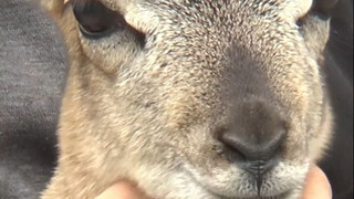 Waisenkind auf vier Hufen: Tierpfleger zieht Mufflon per Hand auf