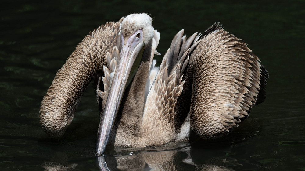 Fremder Pelikan im Stralsunder Zoo aufgenommen